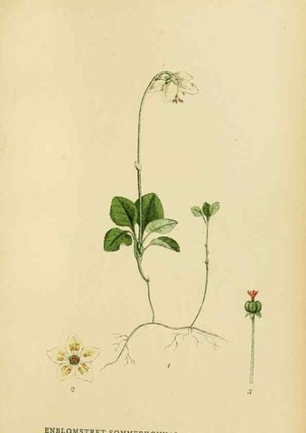 Reproducción/Reproduction 49157937782: Billeder af Nordens flora,. København,G.E.C. Gad,1901-1903 [i.e. 1907]. 
