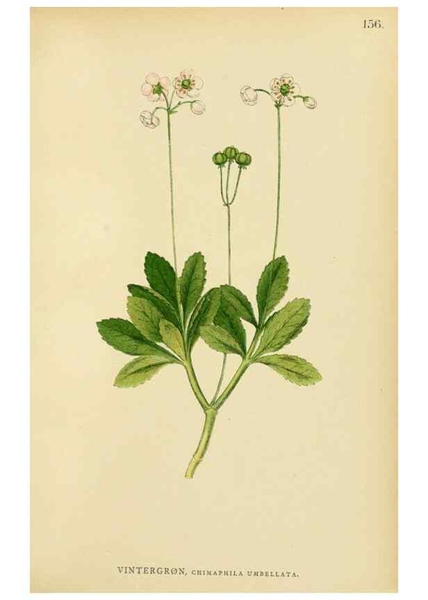 Reproducción/Reproduction 49157227443: Billeder af Nordens flora,. København,G.E.C. Gad,1901-1903 [i.e. 1907]. 
