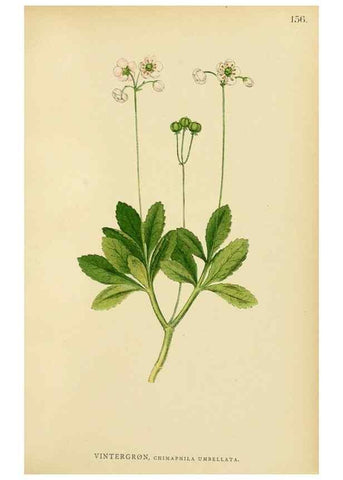 Reproducción/Reproduction 49157227443: Billeder af Nordens flora,. København,G.E.C. Gad,1901-1903 [i.e. 1907]. 