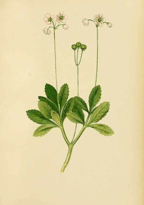 Reproducción/Reproduction 49157227443: Billeder af Nordens flora,. København,G.E.C. Gad,1901-1903 [i.e. 1907]. 