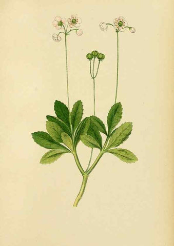 Reproducción/Reproduction 49157227443: Billeder af Nordens flora,. København,G.E.C. Gad,1901-1903 [i.e. 1907]. 