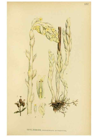 Reproducción/Reproduction 49157715881: Billeder af Nordens flora,. København,G.E.C. Gad,1901-1903 [i.e. 1907]. 
