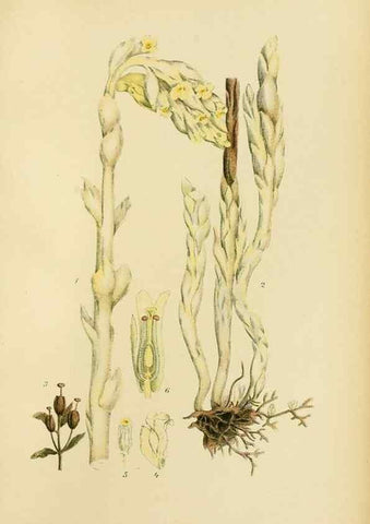 Reproducción/Reproduction 49157715881: Billeder af Nordens flora,. København,G.E.C. Gad,1901-1903 [i.e. 1907]. 
