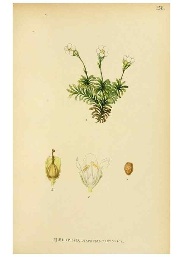 Reproducción/Reproduction 49157716156: Billeder af Nordens flora,. København,G.E.C. Gad,1901-1903 [i.e. 1907]. 