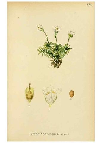 Reproducción/Reproduction 49157716156: Billeder af Nordens flora,. København,G.E.C. Gad,1901-1903 [i.e. 1907]. 