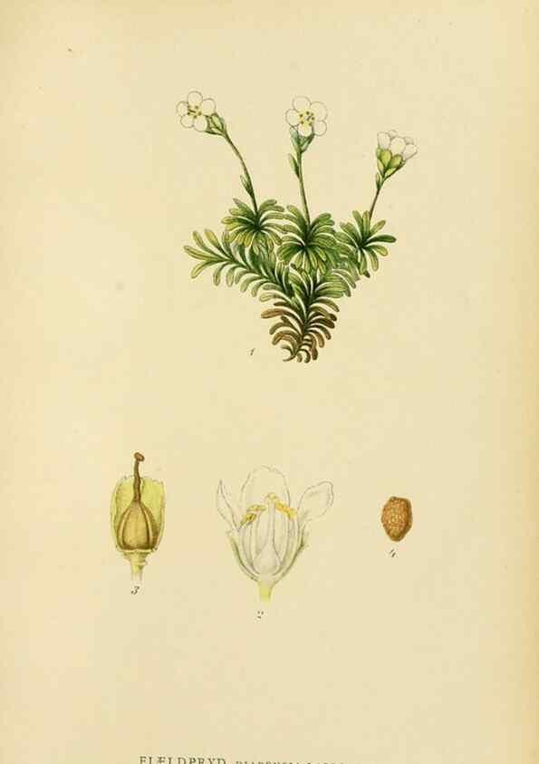 Reproducción/Reproduction 49157716156: Billeder af Nordens flora,. København,G.E.C. Gad,1901-1903 [i.e. 1907]. 