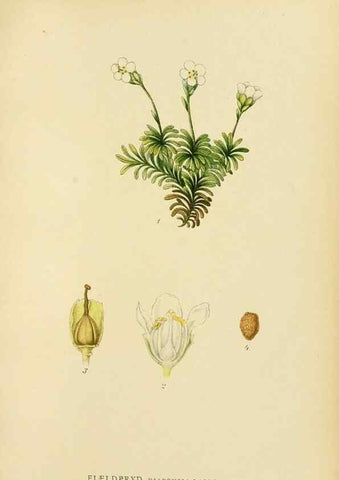 Reproducción/Reproduction 49157716156: Billeder af Nordens flora,. København,G.E.C. Gad,1901-1903 [i.e. 1907]. 