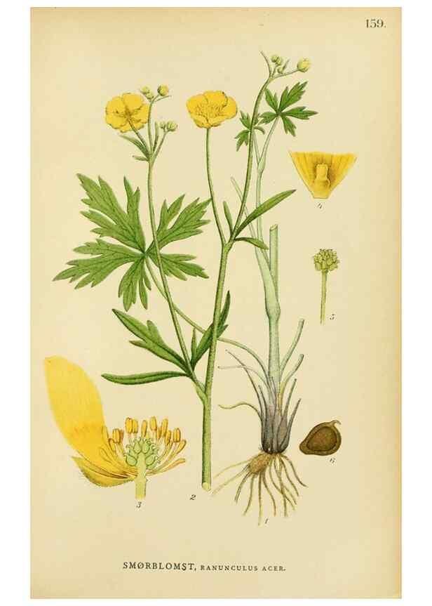 Reproducción/Reproduction 49157228523: Billeder af Nordens flora,. København,G.E.C. Gad,1901-1903 [i.e. 1907]. 