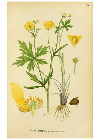 Reproducción/Reproduction 49157228523: Billeder af Nordens flora,. København,G.E.C. Gad,1901-1903 [i.e. 1907]. 
