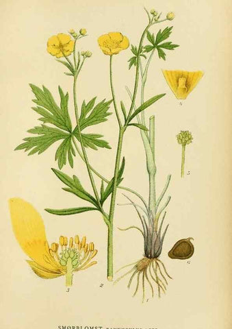 Reproducción/Reproduction 49157228523: Billeder af Nordens flora,. København,G.E.C. Gad,1901-1903 [i.e. 1907]. 