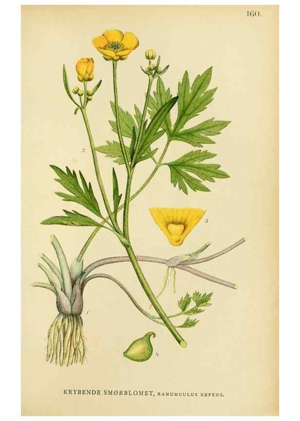 Reproducción/Reproduction 49157716991: Billeder af Nordens flora,. København,G.E.C. Gad,1901-1903 [i.e. 1907]. 