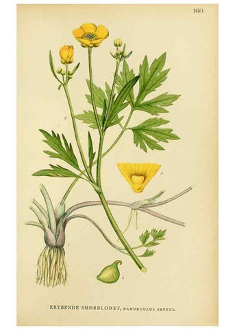 Reproducción/Reproduction 49157716991: Billeder af Nordens flora,. København,G.E.C. Gad,1901-1903 [i.e. 1907]. 