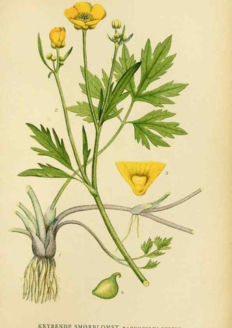 Reproducción/Reproduction 49157716991: Billeder af Nordens flora,. København,G.E.C. Gad,1901-1903 [i.e. 1907]. 