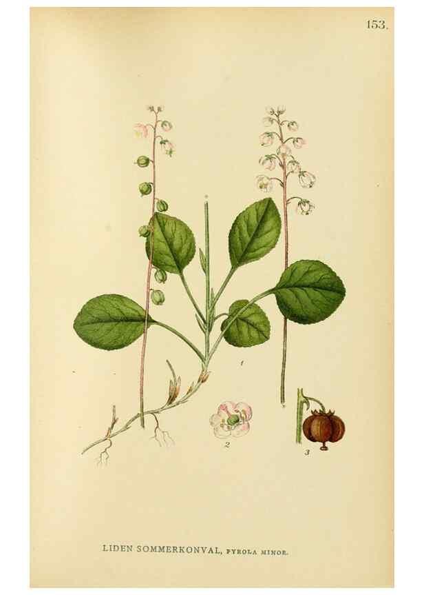 Reproducción/Reproduction 49157937142: Billeder af Nordens flora,. København,G.E.C. Gad,1901-1903 [i.e. 1907]. 