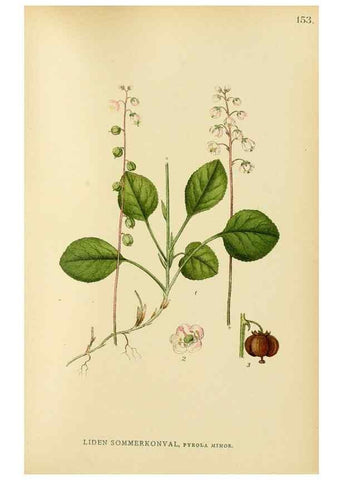 Reproducción/Reproduction 49157937142: Billeder af Nordens flora,. København,G.E.C. Gad,1901-1903 [i.e. 1907]. 