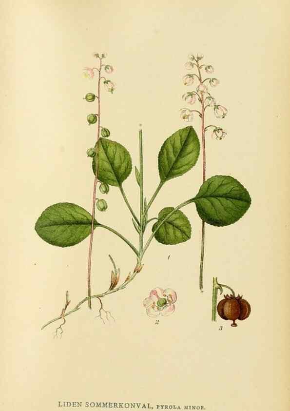 Reproducción/Reproduction 49157937142: Billeder af Nordens flora,. København,G.E.C. Gad,1901-1903 [i.e. 1907]. 