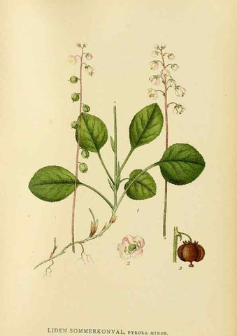 Reproducción/Reproduction 49157937142: Billeder af Nordens flora,. København,G.E.C. Gad,1901-1903 [i.e. 1907]. 