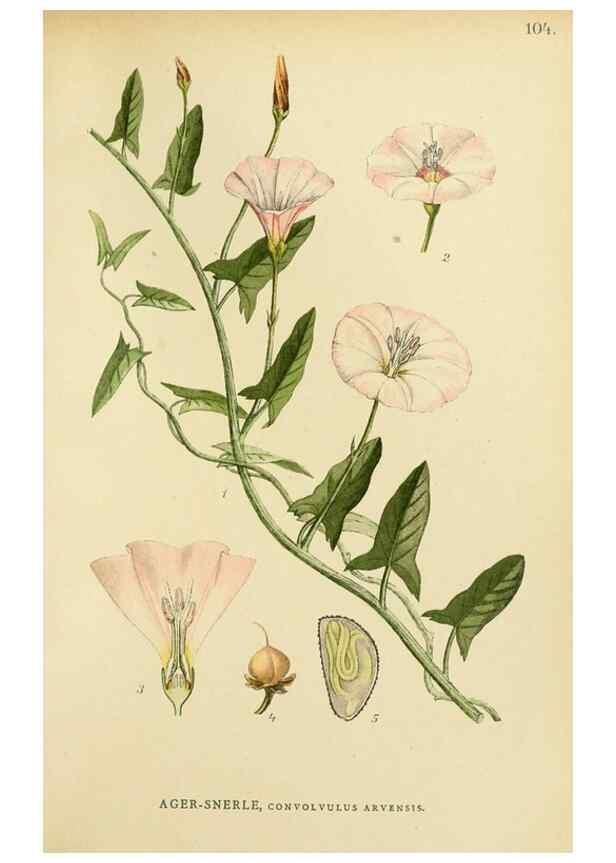 Reproducción/Reproduction 49157200578: Billeder af Nordens flora,. København,G.E.C. Gad,1901-1903 [i.e. 1907]. 