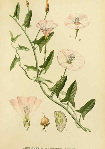 Reproducción/Reproduction 49157200578: Billeder af Nordens flora,. København,G.E.C. Gad,1901-1903 [i.e. 1907]. 