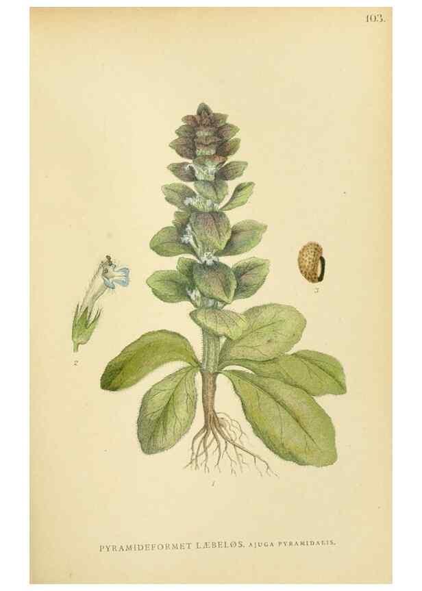 Reproducción/Reproduction 49157200283: Billeder af Nordens flora,. København,G.E.C. Gad,1901-1903 [i.e. 1907]. 