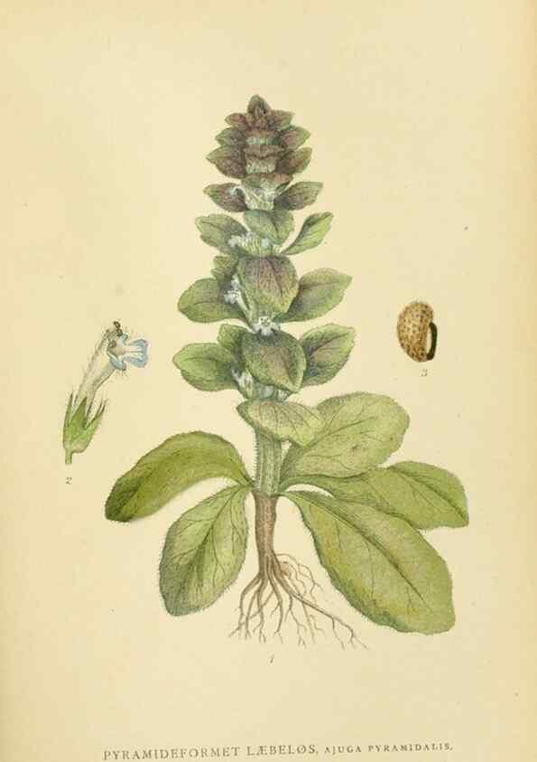 Reproducción/Reproduction 49157200283: Billeder af Nordens flora,. København,G.E.C. Gad,1901-1903 [i.e. 1907]. 