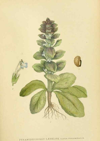 Reproducción/Reproduction 49157200283: Billeder af Nordens flora,. København,G.E.C. Gad,1901-1903 [i.e. 1907]. 