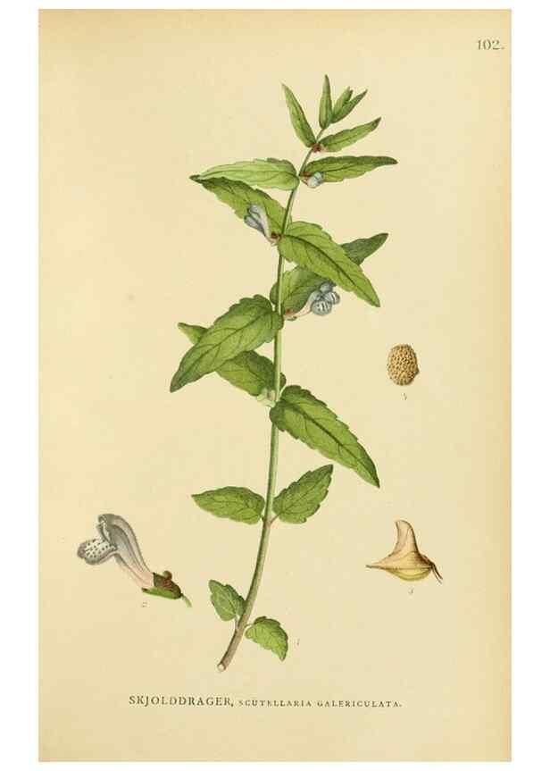 Reproducción/Reproduction 49157910012: Billeder af Nordens flora,. København,G.E.C. Gad,1901-1903 [i.e. 1907]. 