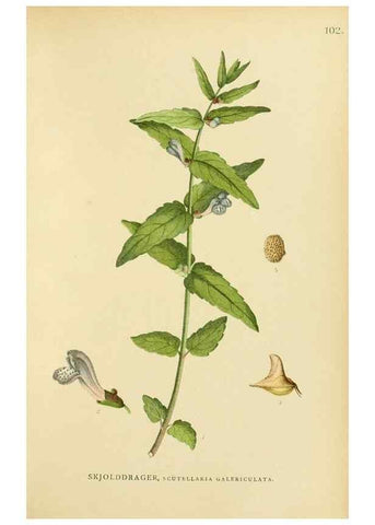 Reproducción/Reproduction 49157910012: Billeder af Nordens flora,. København,G.E.C. Gad,1901-1903 [i.e. 1907]. 