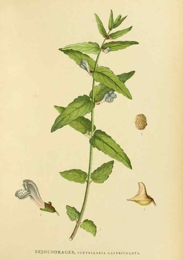 Reproducción/Reproduction 49157910012: Billeder af Nordens flora,. København,G.E.C. Gad,1901-1903 [i.e. 1907]. 