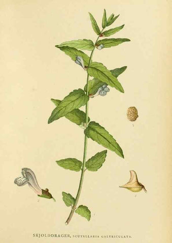 Reproducción/Reproduction 49157910012: Billeder af Nordens flora,. København,G.E.C. Gad,1901-1903 [i.e. 1907]. 