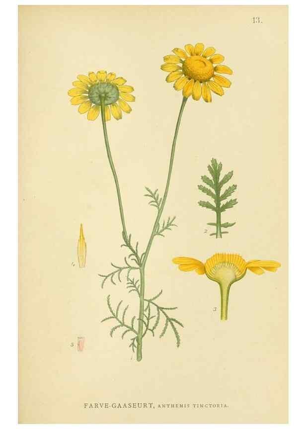Reproducción/Reproduction 49157665011: Billeder af Nordens flora,. København,G.E.C. Gad,1901-1903 [i.e. 1907]. 