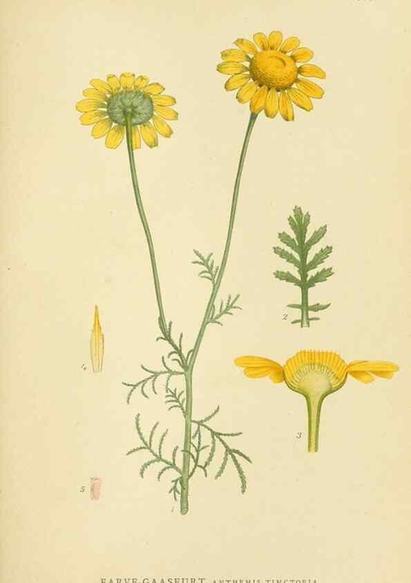 Reproducción/Reproduction 49157665011: Billeder af Nordens flora,. København,G.E.C. Gad,1901-1903 [i.e. 1907]. 