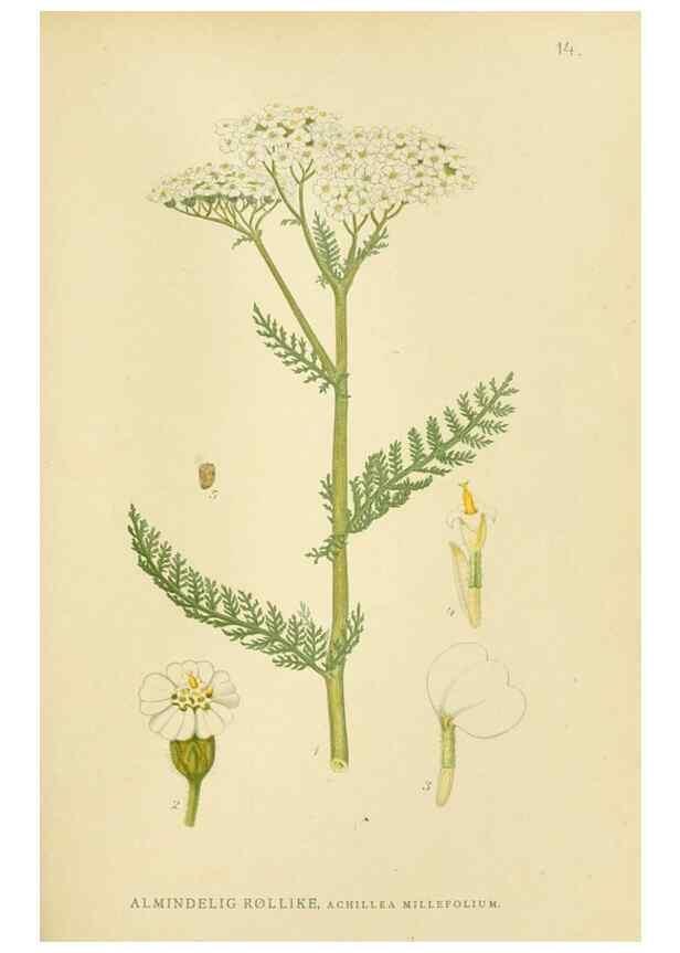 Reproducción/Reproduction 49157665351: Billeder af Nordens flora,. København,G.E.C. Gad,1901-1903 [i.e. 1907]. 
