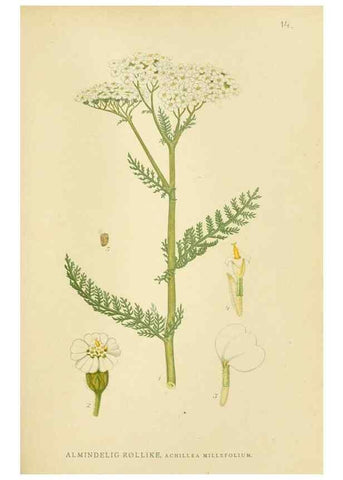 Reproducción/Reproduction 49157665351: Billeder af Nordens flora,. København,G.E.C. Gad,1901-1903 [i.e. 1907]. 