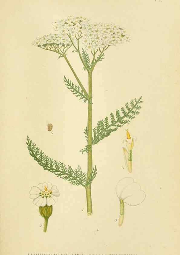 Reproducción/Reproduction 49157665351: Billeder af Nordens flora,. København,G.E.C. Gad,1901-1903 [i.e. 1907]. 