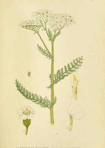 Reproducción/Reproduction 49157665351: Billeder af Nordens flora,. København,G.E.C. Gad,1901-1903 [i.e. 1907]. 