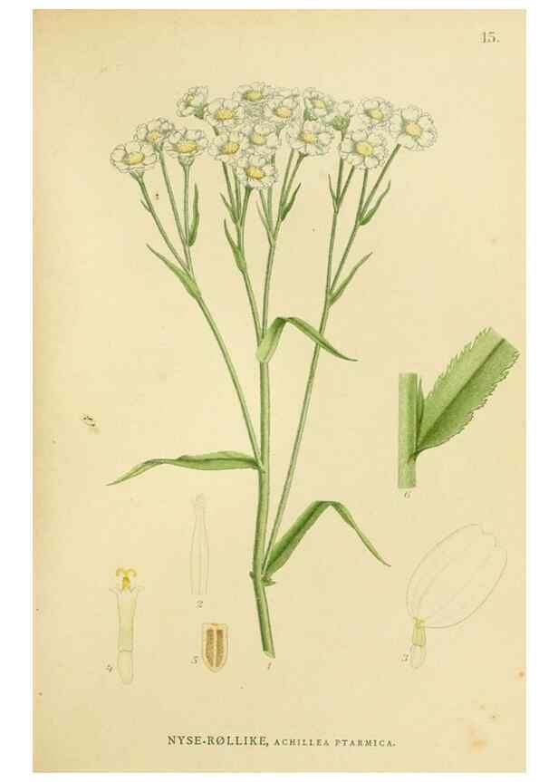Reproducción/Reproduction 49157176293: Billeder af Nordens flora,. København,G.E.C. Gad,1901-1903 [i.e. 1907]. 