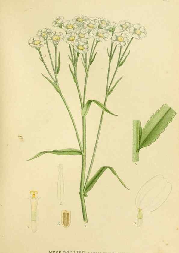 Reproducción/Reproduction 49157176293: Billeder af Nordens flora,. København,G.E.C. Gad,1901-1903 [i.e. 1907]. 
