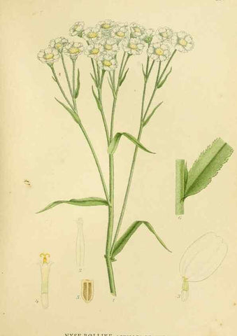 Reproducción/Reproduction 49157176293: Billeder af Nordens flora,. København,G.E.C. Gad,1901-1903 [i.e. 1907]. 