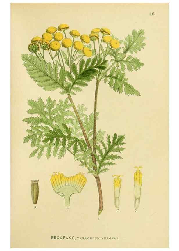 Reproducción/Reproduction 49157887532: Billeder af Nordens flora,. København,G.E.C. Gad,1901-1903 [i.e. 1907]. 