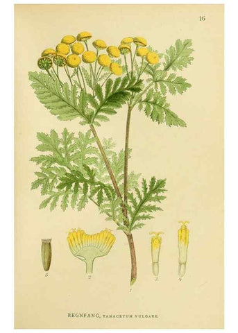 Reproducción/Reproduction 49157887532: Billeder af Nordens flora,. København,G.E.C. Gad,1901-1903 [i.e. 1907]. 