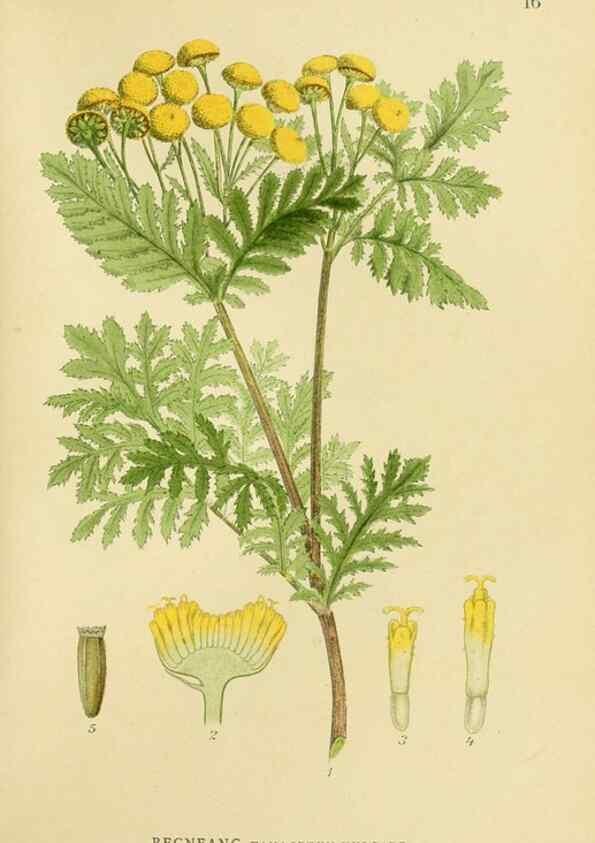 Reproducción/Reproduction 49157887532: Billeder af Nordens flora,. København,G.E.C. Gad,1901-1903 [i.e. 1907]. 