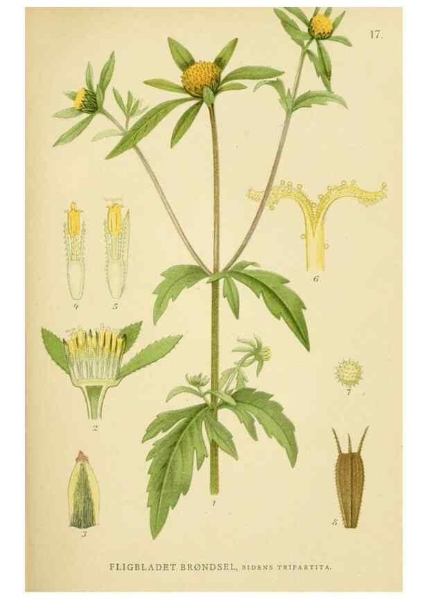 Reproducción/Reproduction 49157666451: Billeder af Nordens flora,. København,G.E.C. Gad,1901-1903 [i.e. 1907]. 