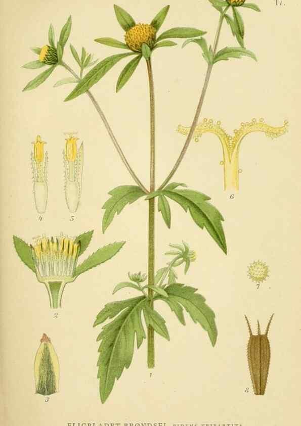 Reproducción/Reproduction 49157666451: Billeder af Nordens flora,. København,G.E.C. Gad,1901-1903 [i.e. 1907]. 
