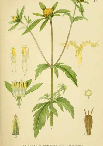 Reproducción/Reproduction 49157666451: Billeder af Nordens flora,. København,G.E.C. Gad,1901-1903 [i.e. 1907]. 
