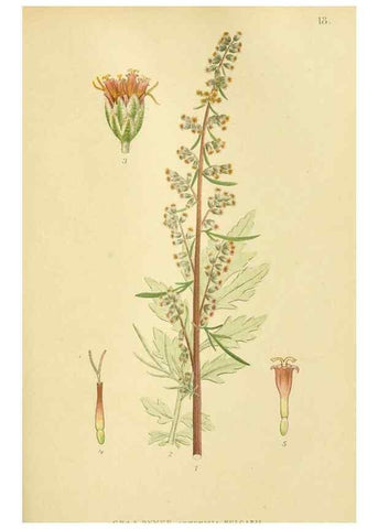 Reproducción/Reproduction 49157888317: Billeder af Nordens flora,. København,G.E.C. Gad,1901-1903 [i.e. 1907]. 