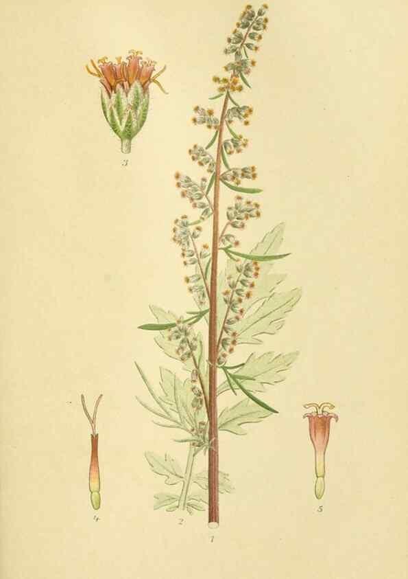 Reproducción/Reproduction 49157888317: Billeder af Nordens flora,. København,G.E.C. Gad,1901-1903 [i.e. 1907]. 