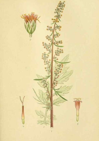 Reproducción/Reproduction 49157888317: Billeder af Nordens flora,. København,G.E.C. Gad,1901-1903 [i.e. 1907]. 