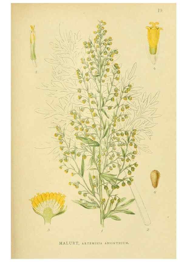 Reproducción/Reproduction 49157667216: Billeder af Nordens flora,. København,G.E.C. Gad,1901-1903 [i.e. 1907]. 