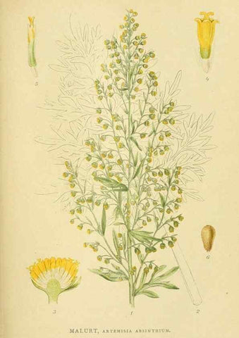 Reproducción/Reproduction 49157667216: Billeder af Nordens flora,. København,G.E.C. Gad,1901-1903 [i.e. 1907]. 